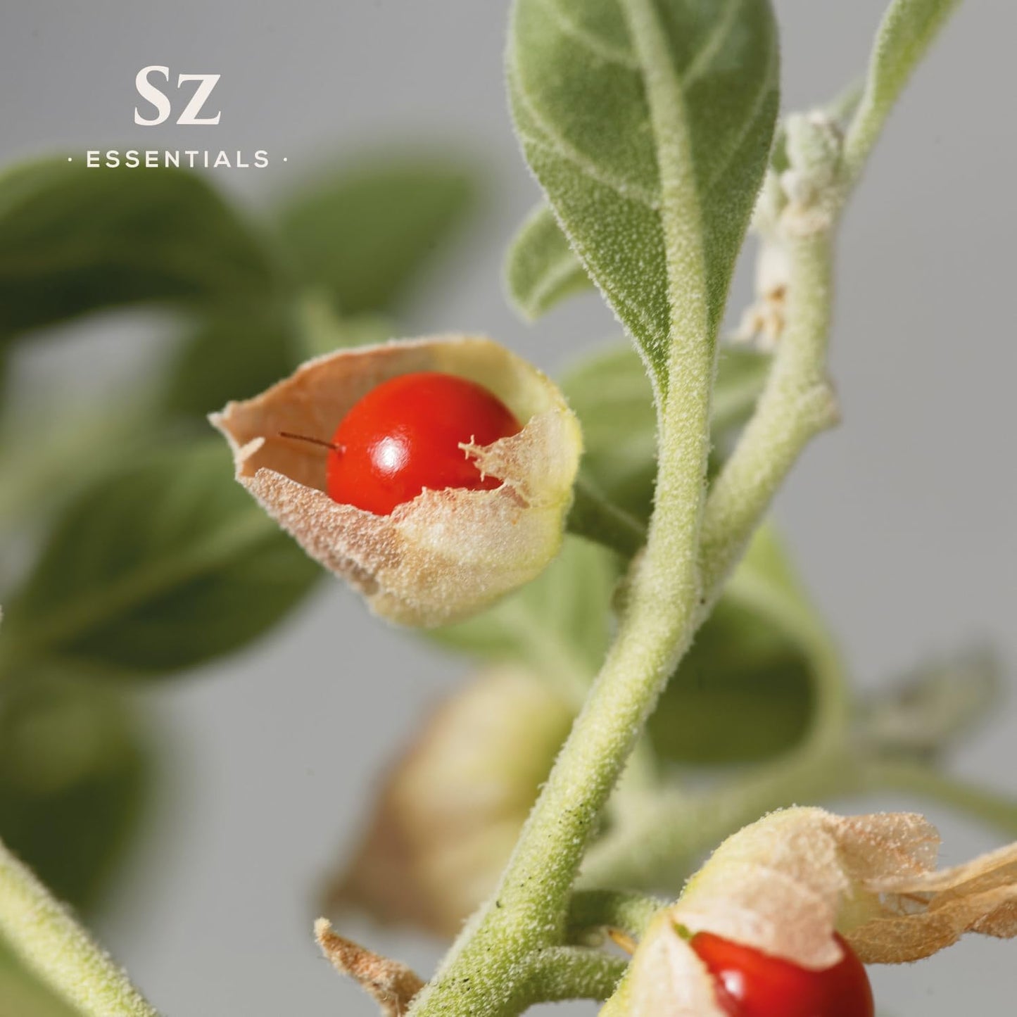 Ashwagandha Essential Oil, 100% Pure and Natural - Undiluted, Steam Distilled from Withania Somnifera - Woody & Earthy Scent with Nutty Overtones - Therapeutic Grade & Vegan - 0.17oz