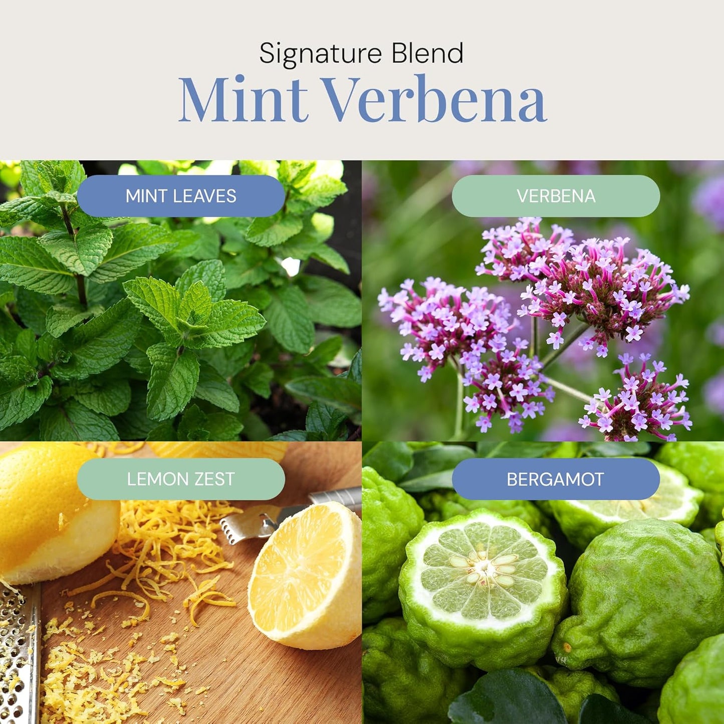 Mint Verbena Aroma Oil, Essential Oils Blend for Diffusers & Scent Machines, Citrus Charm & Minty Undertones, Aromatherapy, Cold Air Diffuser Compatible, 300 mL